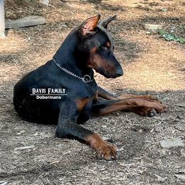 Ares - Black and rust male Doberman Pinscher puppy in Xenia, Ohio from Davis Family Dobermans