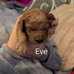 Eve (Tan collar) - Red  female Goldendoodle puppy in Citrus Heights, California from Grandpaw's Golden Doodles