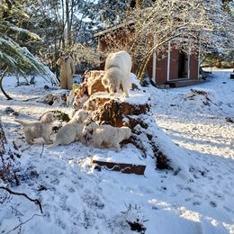 Golden Retriever Puppies from Hoekema Homestead Goldens