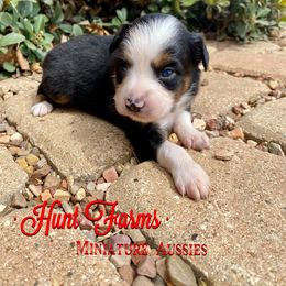 Australian Shepherd, Miniature Australian Shepherd, and Toy Australian Shepherd Puppies from Hunt Farms Mini Aussies