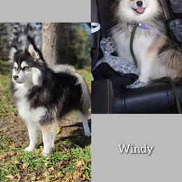 Windy - Pomsky