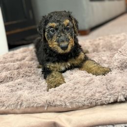 Black - Black and tan male Airedale Terrier puppy in Hackettstown, New Jersey from Allie’s Airedales