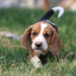 Calli - Black brown and white female Basset Hound puppy in Idaho from Welcome Home Bassets