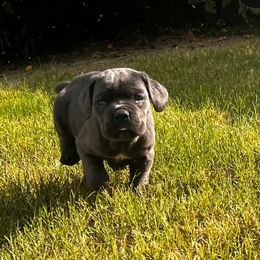 Iris - Gray female Cane Corso puppy in (30 Minutes North Of Memphis) In Burlison, Tennessee from River Bluff Cane Corsos
