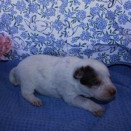 Maggie - Red speckled female Australian Cattle Dog puppy in Casa Grande, Arizona from Sonoran Dogz