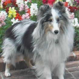 Border Collies from Lin Battaglia