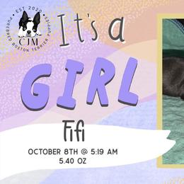 Fifi - Black brindle and white female Boston Terrier puppy in Jupiter, Florida from CJM Boston and Boxer Puppies