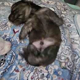 Rider - Brindle male Dachshund puppy in Lebanon, Oregon from Willow Moons Dachshunds
