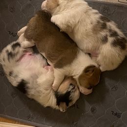 American Corgi Puppies from Green Star Farm Corgis