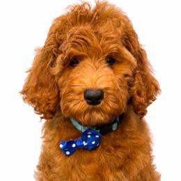 Vinny - Red  male Goldendoodle puppy in Yuciapa, California from AlltheDoodlez_