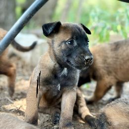 Thunder - Fawn male Belgian Malinois puppy in Briggs, Texas from Madhouse’s Belgian Malinois and German Shepherds