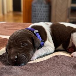 Louise - Liver and white female German Shorthaired Pointer puppy in Georgia from CMC Farms