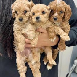 Cavalier King Charles Spaniel and Cavapoo All Grown Up from Alex Camp