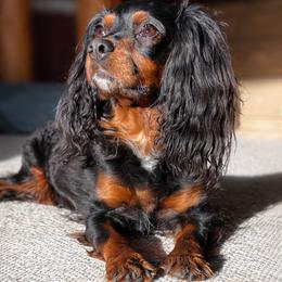 Cavapoos from Duryea Cavapoos