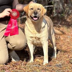 Minnie - Labrador Retriever