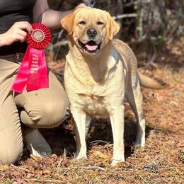 Minnie - Labrador Retriever