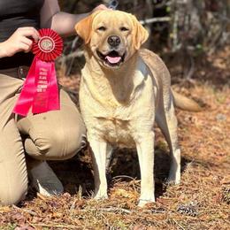 Minnie - Labrador Retriever