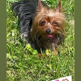 Skye - Yorkshire Terrier