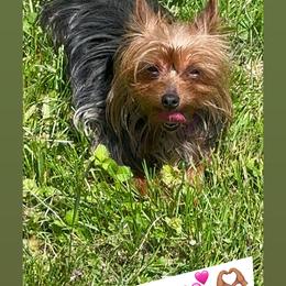 Skye - Yorkshire Terrier