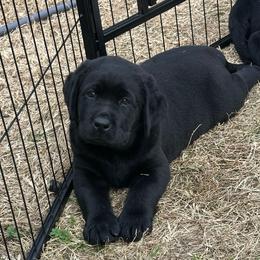 Labrador Retriever Puppies from Westport Labradors