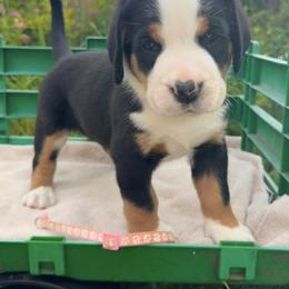 Light Pink Girl - Black, white and red female Greater Swiss Mountain Dog puppy in Oregon City, Oregon from Runamuck's Greater Swiss Mountain Dogs