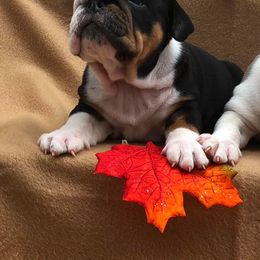 Bulldogs from Bulldog Landing