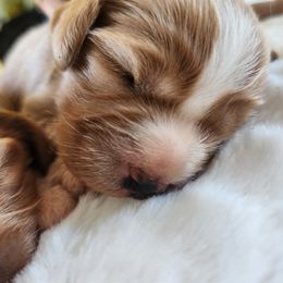 Cavapoo and Poodle Puppies from Blue Meadow Puppies