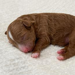 Dylan - Red  female Poodle puppy in Fort Collins, Colorado from Yellow Dog Farm