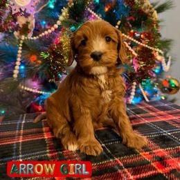 Yellow girl - Apricot female Australian Labradoodle puppy in Rockton, Illinois from Dream Doodles and Cockapoos