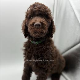 2. ALDER - KELLY GREEN COLLAR BOY - Chocolate male Goldendoodle puppy in Charlo, Montana from Heavenly Hilltop Farm