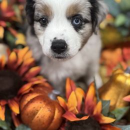 Cinnamon - Blue merle male Miniature Australian Shepherd puppy in Merritt Island, Florida from Space Coast Mini Aussies
