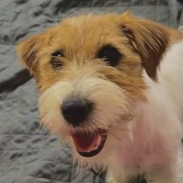 Secret - Russell Terrier