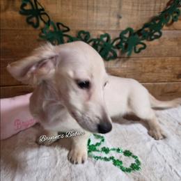 Cream baby girl - Cream female Dachshund puppy in Girard, Illinois from Bryant's Babies