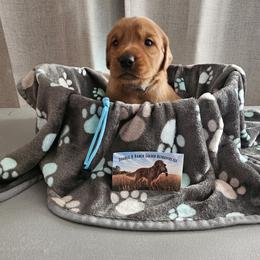 Light Blue - Dark golden male Golden Retriever puppy in Bellevue, Michigan from Double D Ranch Golden Retrievers LLC