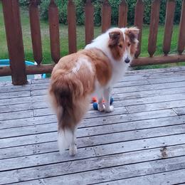 Collie All Grown Up from Prime Star Collies