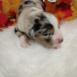 Australian Shepherd Puppies from SugarWood