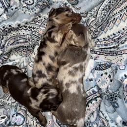 Dachshunds from R&B dachshunds