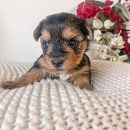 Yorkshire Terrier Puppies from Elaine’s Pup Co.