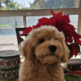 Cavapoo Puppies from Cool Cavapoos