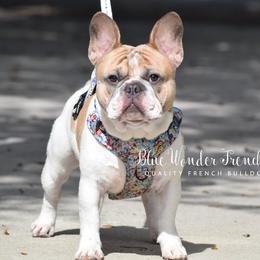 Ruhn - French Bulldog