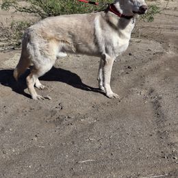 Ross - White male German Shepherd puppy in Cochise, Arizona from Freiheit Von Himmel  Shepherds