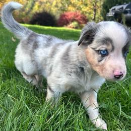 Beloved - Blue merle female Australian Shepherd puppy in Marshfield, Vermont from Discovery Hill Australian Shepherds