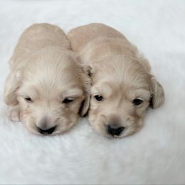 Rosie - Cream female Dachshund puppy in Richmond, Virginia from Irresistible Dachshunds & Cavaliers