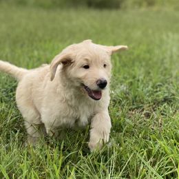 Aussiedoodles from Vermillion Valley Aussiedoodles
