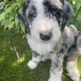 Bernedoodle Puppies from Lovey Dovey Bernedoodles