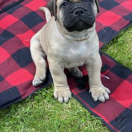 Bullmastiff Puppies from Amulet Bullmastiffs