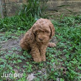 Juniper - Buff male Cockapoo puppy in Sunset, Louisiana from Cano Cockapoos