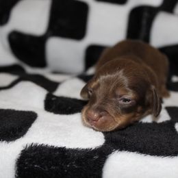 Jazz - Red female Dachshund puppy in La Junta, Colorado from Royal King’s Mini Dachshunds