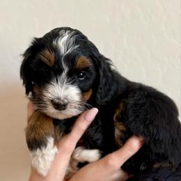Girl 1 - Tri-color female Bernedoodle puppy in Phoenix, Arizona from Doodles of the Desert