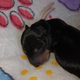 Camille - Black and tan female Dachshund puppy in Middle Granville, New York from Lee Doxies